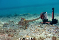 This octopus was very interested in the Go-pro.  Taken wi... by Lisa Kelly 